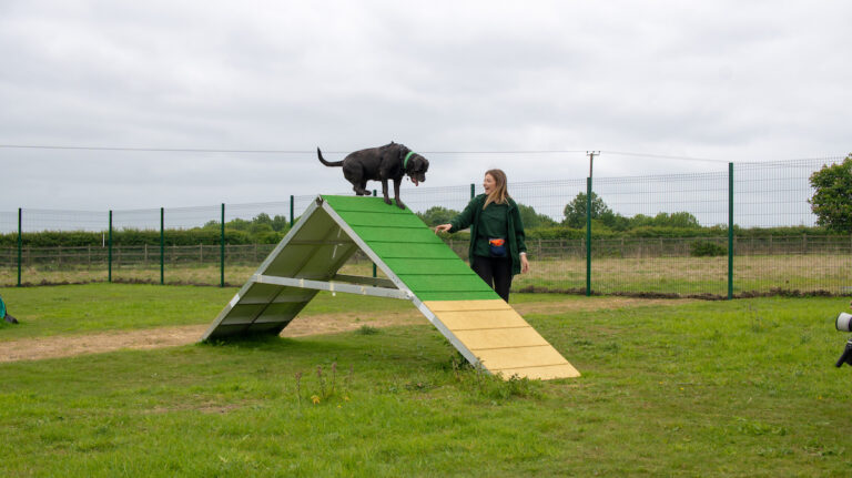 Cane Corso, Tinker, playing on an agility ramp with dog trainer, Georgia.