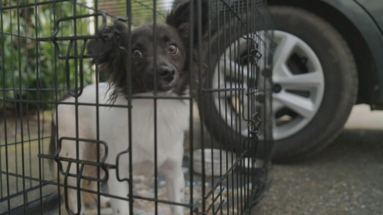 Small black and white dog in a crate looks sadly at the camera through the bars.