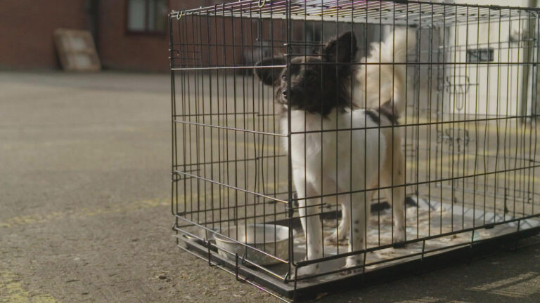 Small black and white dog stands looking through the bars of a crate which sits on the ground of a tarmac car park.
